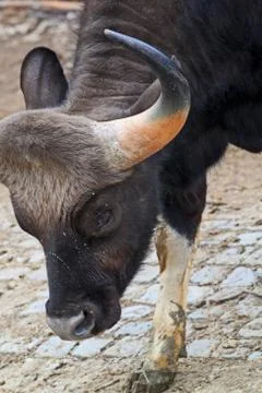 Bos gaurus -  Indian bison Stock Photos