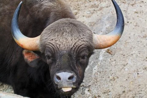 Bos gaurus -  Indian bison Stock Photos