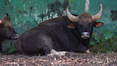 Bos Gaurus, the indian bison sitting on ground Stock Footage 83513016
