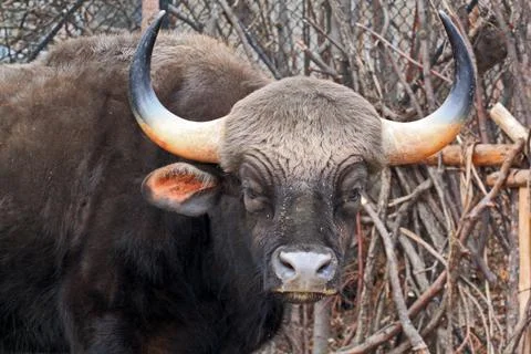 Bos gaurus Stock Photos