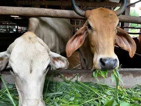 Bos indicus cows ruminating fresh green forage inside a rural wooden barn Stock Photos