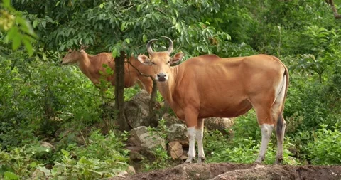 Bos javanicus or Red Bull, It is a type of wild cattle. Stock Footage 276282104