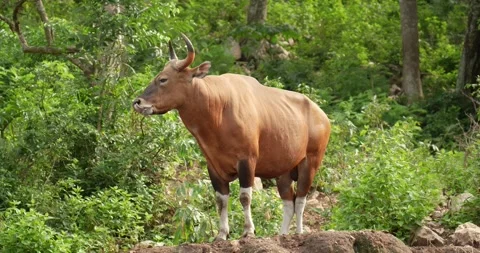 Bos javanicus or Red Bull, It is a type of wild cattle. Stock Footage 276282106