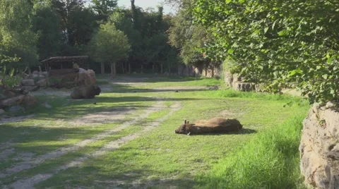 Bos Taurus In the Wild Vídeos de archivo 66193059