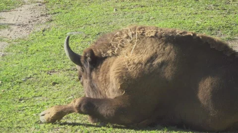 Bos Taurus In the Wild Stock Footage 66193997