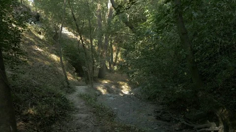 Bosc Encantat enchanted forest nature gully stream bed Stock Footage 120923511