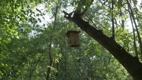  Bosc Encantat enchanted forest nature bird house nest Stock Photos