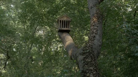 Bosc Encantat enchanted forest roman bird trees nature Stock Footage 120924057