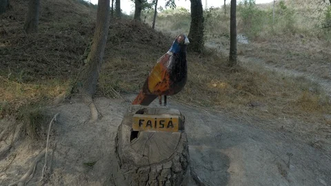 Bosc Encantat enchanted forest sculpture pheasant bird Stock Footage 120924062