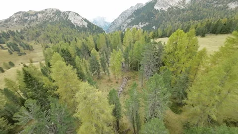 Bosco Stock Footage 302919446