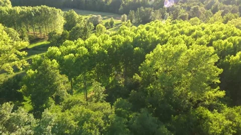 Bosco2 Stock Footage 160296822