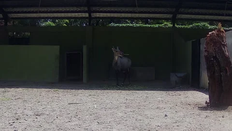 Boselaphus tragocamelus Stock Footage 168085052