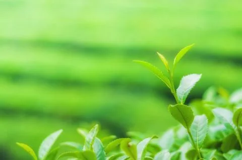 Boseong tea fields Stock Photos