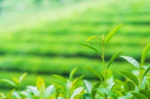 Boseong tea fields Stock Photos