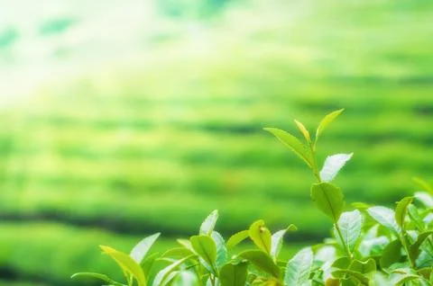 Boseong tea fields Stock Photos