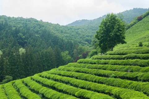 Boseong tea fields Stock Photos
