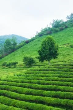 Boseong tea fields 写真素材