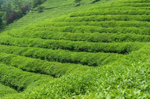 Boseong tea fields Stock Photos