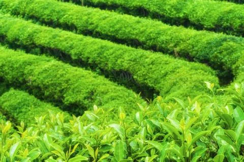 Boseong tea fields Stock Photos