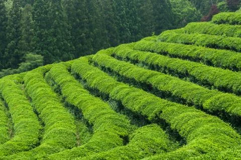 Boseong tea fields Stock Photos