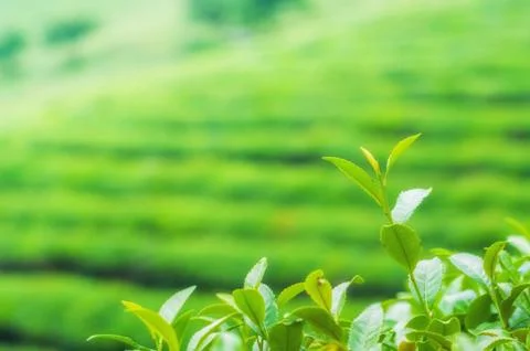 Boseong tea fields Stock Photos