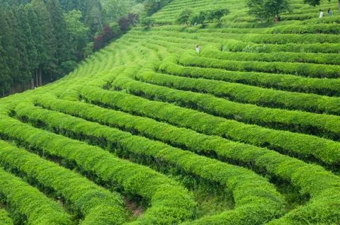 Boseong tea fields Stock Photos