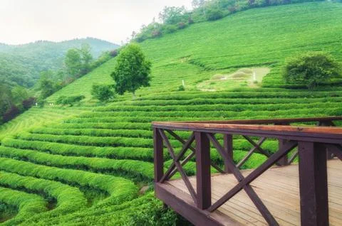 Boseong tea fields Stock Photos