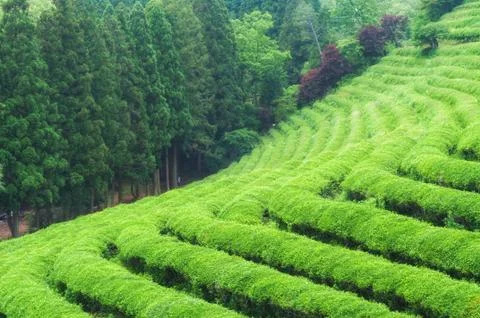 Boseong tea fields Stock Photos