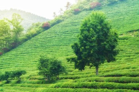 Boseong tea fields Stock Photos