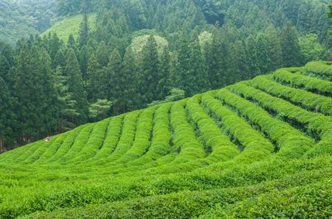 Boseong tea fields Stock Photos