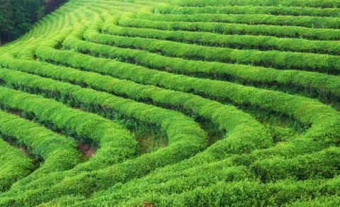 Boseong tea fields Stock Photos