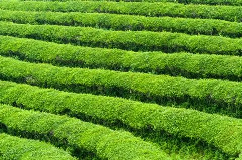 Boseong tea fields Stock Photos