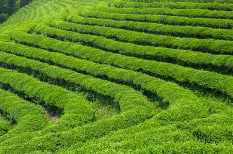Boseong tea fields Stock Photos