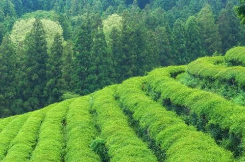 Boseong tea fields Stock Photos