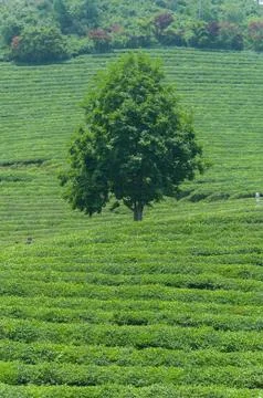 Boseong tea fields Stock Photos
