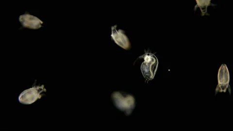 Bosmina water flea under the microscope Video stock 108758740