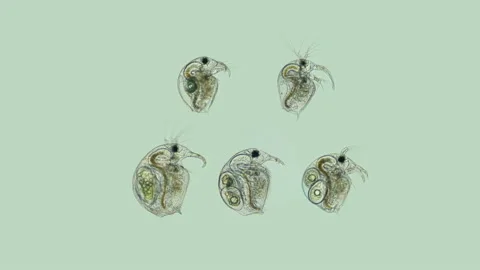 Bosmina water flea under the microscope Stock Footage 108870791