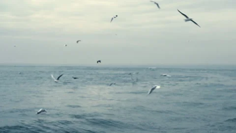Bosphorus gulls flying behind the ferry in Istanbul. Slow motion. Stock Footage 144335057