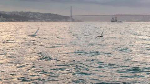 Bosphorus gulls flying behind the ferry in Istanbul. Stock Footage 144338880