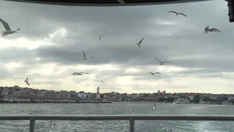 Bosphorus Seagull Video stock 181046928