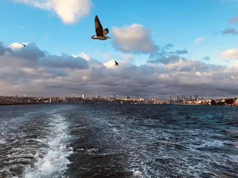 Bosphorus, Seagulls Stock Photos