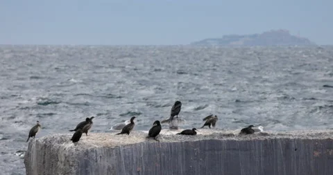 Bosphorus Strait Birds 库存影片 218173472
