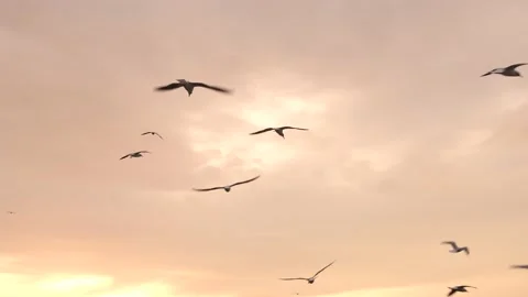 Bosphorus strait sunset, seagulls fliying behind a ferry and Kabatas, Besiktas 스톡 동영상 229929409