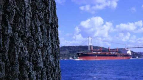 Bosphorus view behind the tree İSTANBUL TURKEY Stock Footage 142109211