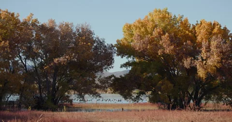 Bosque Del Apache Fall Tree Colors with Sand Hill Cranes Wide Stock-Footage 314208079