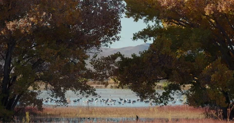 Bosque Del Apache Fall Tree Colors with Sand Hill Cranes Close Stock-Footage 314208682