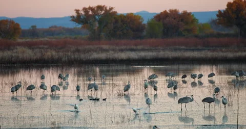 Bosque Del Apache New Mexico Wildlife Refuge with Fall Colors and Sandhill .. Stock Footage 312480097