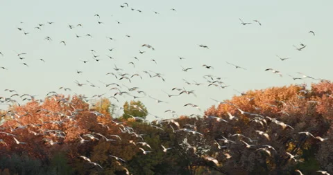 Bosque Del Apache New Mexico Snow Geese Flock in Flight over the Fall Colors Stock Footage 312481012
