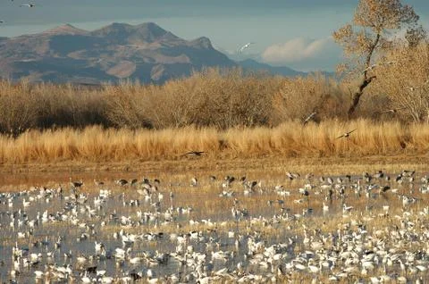 Bosque Del Apache NWR 스톡 사진