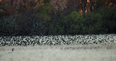 Bosque Del Apache Red Winged Black Birds Flock Flying in Sync Stock Footage 312480192